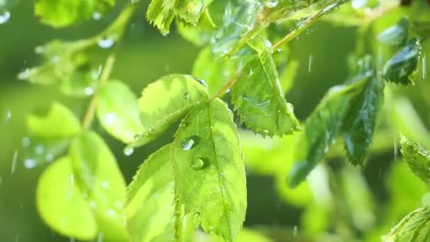 자연에서 여름에 빗방울이 바람에 발달합니다 — 비디오