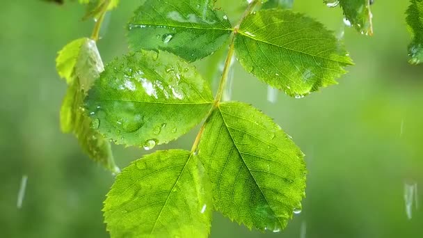 Groen Blad Met Regendruppels Zomer Natuur Ontwikkelt Zich Wind — Stockvideo