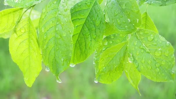 自然の夏に雨滴を持つ緑の葉は風の中で発達する — ストック動画