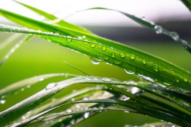 Yeşil çimenler yağmur damlalarıyla birlikte