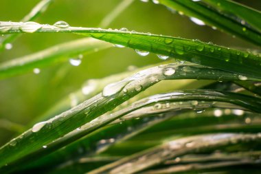 Yeşil çimenler yağmur damlalarıyla birlikte