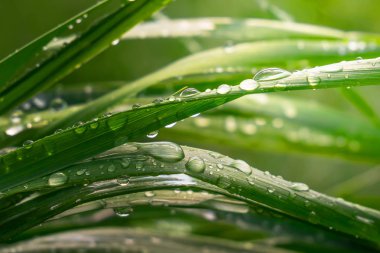 Yeşil çimenler yağmur damlalarıyla birlikte