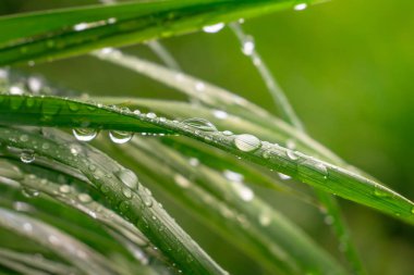 Yeşil çimenler yağmur damlalarıyla birlikte