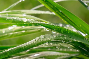 Yeşil çimenler yağmur damlalarıyla birlikte