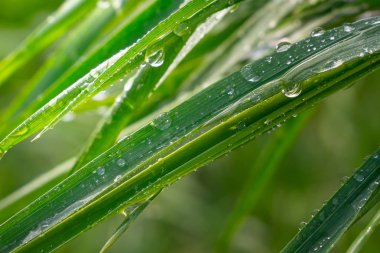 Yeşil çimenler yağmur damlalarıyla birlikte