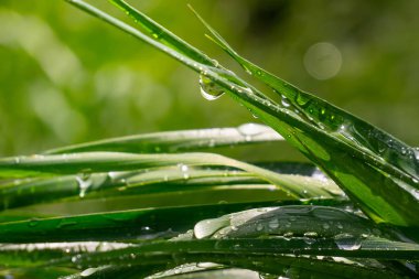 Yeşil çimenler yağmur damlalarıyla birlikte