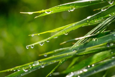 Yeşil çimenler yağmur damlalarıyla birlikte