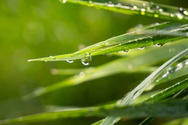 Yeşil çimenler yağmur damlalarıyla birlikte