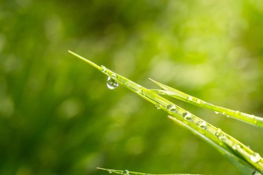 Yeşil çimenler yağmur damlalarıyla birlikte