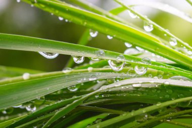 Yeşil çimenler yağmur damlalarıyla birlikte