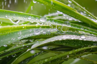 Yeşil çimenler yağmur damlalarıyla birlikte