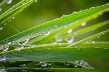 Yeşil çimenler yağmur damlalarıyla birlikte