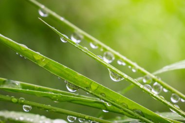Yeşil çimenler yağmur damlalarıyla birlikte