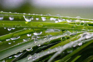 Yeşil çimenler yağmur damlalarıyla birlikte