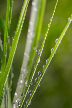 Yeşil çimenler yağmur damlalarıyla birlikte