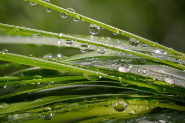 Yeşil çimenler yağmur damlalarıyla birlikte
