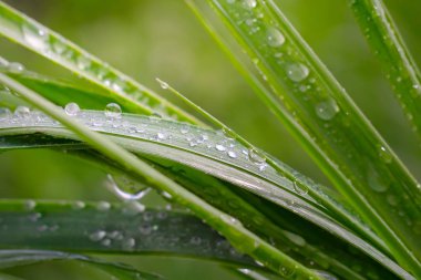 Yeşil çimenler yağmur damlalarıyla birlikte