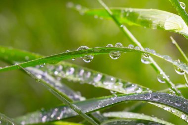 Yeşil çimenler yağmur damlalarıyla birlikte