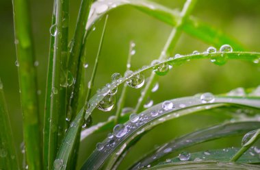 Yeşil çimenler yağmur damlalarıyla birlikte