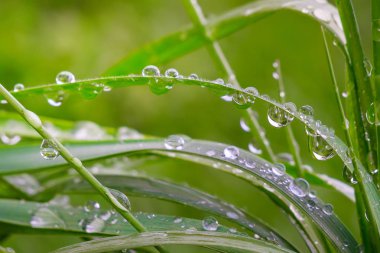 Yeşil çimenler yağmur damlalarıyla birlikte