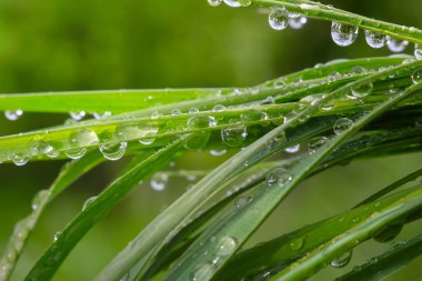 Yeşil çimenler yağmur damlalarıyla birlikte