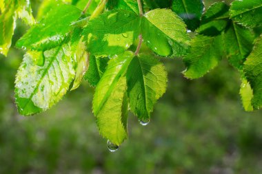 Doğada yaz aylarında yağmur damlaları ile yeşil yaprak rüzgar gelişir