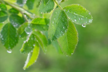 Doğada yaz aylarında yağmur damlaları ile yeşil yaprak rüzgar gelişir