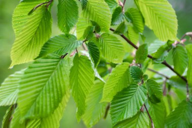 Doğada yaz aylarında yağmur damlaları ile yeşil yaprak rüzgar gelişir