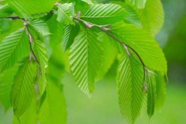 Doğada yaz aylarında yağmur damlaları ile yeşil yaprak rüzgar gelişir