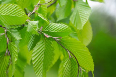 Doğada yaz aylarında yağmur damlaları ile yeşil yaprak rüzgar gelişir