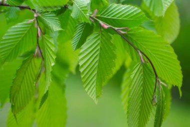 Doğada yaz aylarında yağmur damlaları ile yeşil yaprak rüzgar gelişir