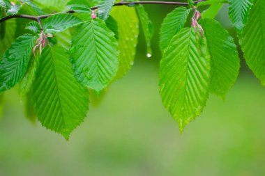 Yeşil çimenler yağmur damlalarıyla birlikte