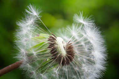 Tarlada yaz aylarında yeşil doğanın arka planda karahindiba