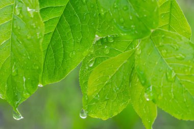 Doğada yaz aylarında yağmur damlaları ile yeşil yaprak rüzgar gelişir