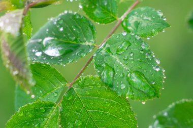 Doğada yaz aylarında yağmur damlaları ile yeşil yaprak rüzgar gelişir