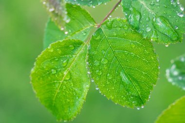 Doğada yaz aylarında yağmur damlaları ile yeşil yaprak rüzgar gelişir
