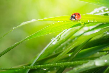 Yeşil çimenler yağmur damlalarıyla birlikte