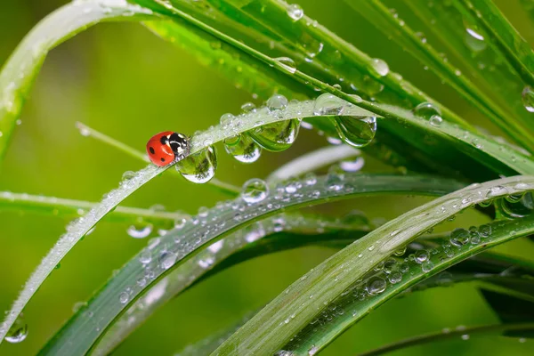 雨滴と自然の緑の草 — ストック写真