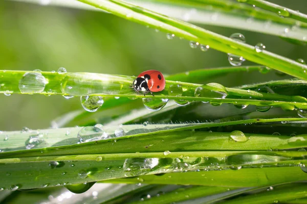 Grönt Gräs Naturen Med Regndroppar — Stockfoto