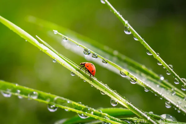 Yeşil Çimenler Yağmur Damlalarıyla Birlikte — Stok fotoğraf