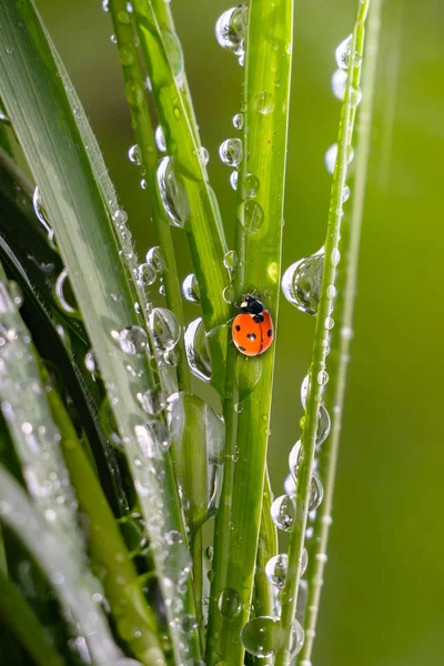 Green Grass Nature Raindrops — Stock Photo, Image