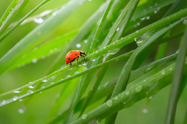 Erba Verde Natura Con Gocce Pioggia — Foto Stock