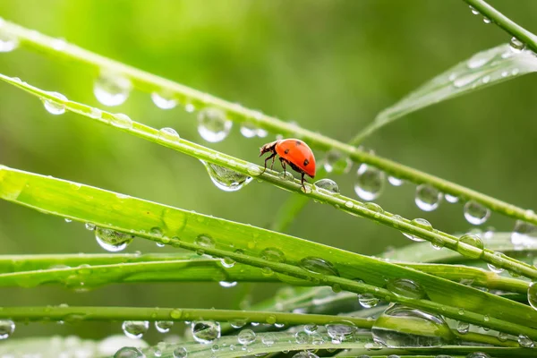 雨滴と自然の緑の草 — ストック写真