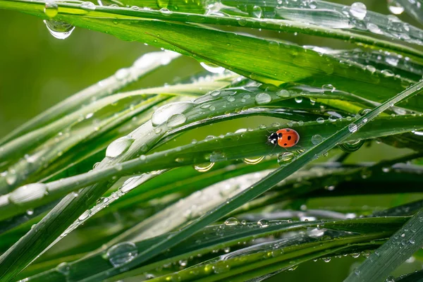 Green Grass Nature Raindrops — Stock Photo, Image