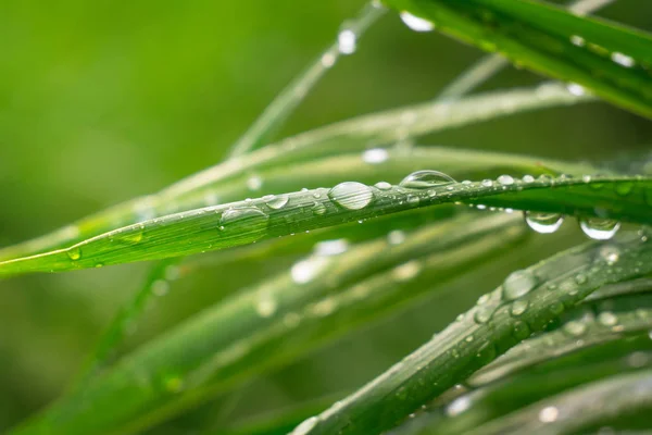 Grama Verde Natureza Com Gotas Chuva — Fotografia de Stock