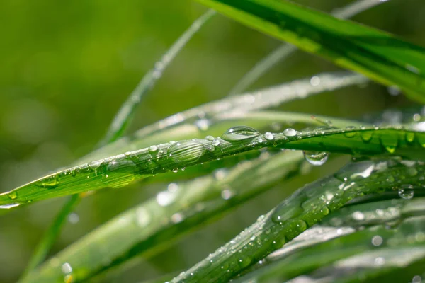 Grama Verde Natureza Com Gotas Chuva — Fotografia de Stock