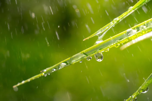 Grama Verde Natureza Com Gotas Chuva — Fotografia de Stock