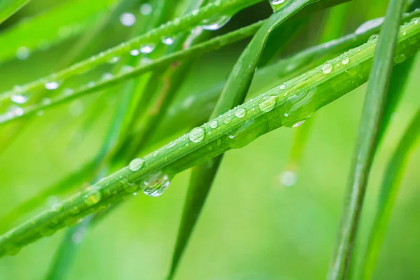 Green Grass Nature Raindrops — Stock Photo, Image