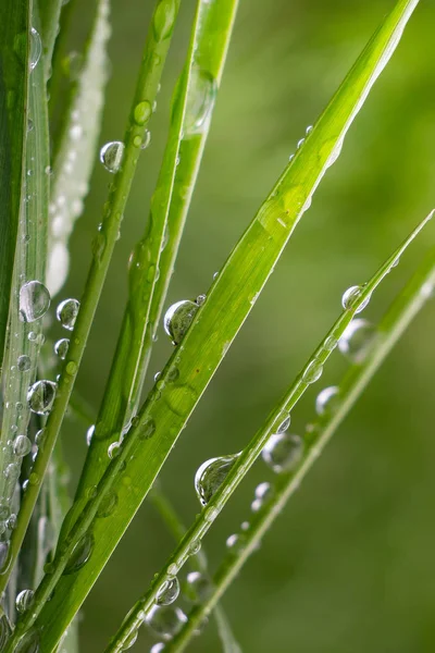 Groen Gras Natuur Met Regendruppels — Stockfoto