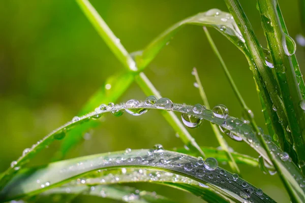 Grama Verde Natureza Com Gotas Chuva — Fotografia de Stock